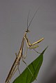 Picture Title - Praying Mantis 4