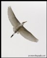 Picture Title - Egret In Flight