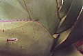Picture Title - Maguey I