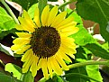 Picture Title - SUNFLOWER Glory