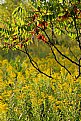 Picture Title - Golden field with Sumac