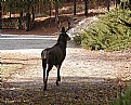 Picture Title - Muley Buck
