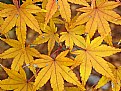 Picture Title - Leaf Patterns