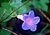 Flower with Raindrops