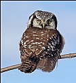 Picture Title - Northern Hawk Owl