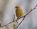 Picture Title - Carduelis chloris