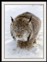 Picture Title - Lynx