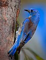 Picture Title - Western Bluebirds Tree 