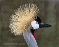 Picture Title - African  Crested  Stork