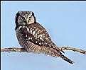 Picture Title - Northern Hawk Owl