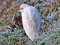 Picture Title - Bubulcul ibis