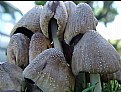 Picture Title - Fungi