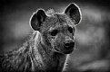 Picture Title - Mkhaya Hyena 1