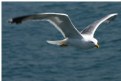 Picture Title - Seagull.