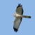 Northern Harrier