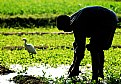 Picture Title - Farmer