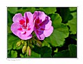 Picture Title - Pelargonium zonale