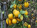 Picture Title - lemon tree