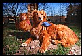 Picture Title - Flashing dogs