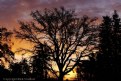 Picture Title - Oak Tree Dawn
