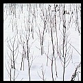 Picture Title - twigs