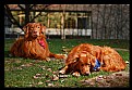 Picture Title - Flashing dogs 2