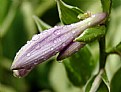 Picture Title - Hosta Bud