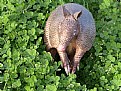 Picture Title - Curious Armadillo