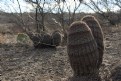 Picture Title - Echinocereus Pectinatus