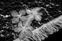 Picture Title - Clematis Blossoms on Shawl