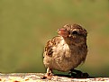 Picture Title - Chiu (Sparrow)