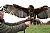Harris Hawk