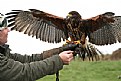 Picture Title - Harris Hawk