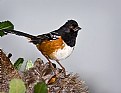 Picture Title - Rufous-sided Towhee 