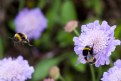 Picture Title - Busy Bee's