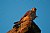 Kestrel on the Gibbet