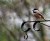 Perched bird with a drop