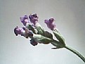 Picture Title - Lavender flower (1)