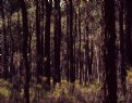 Picture Title - Ironbark Forest #1