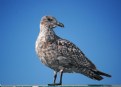 Picture Title - Glaucous-winged Gull juvenile