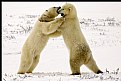 Picture Title - Polar Bear Dance