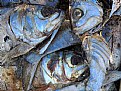 Picture Title - Fish Decay Abstract