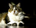 Picture Title - Dramatic Cat