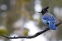 Picture Title - Stellar Jay