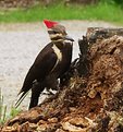 Picture Title - Woody's Tree Stump Removal