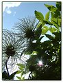 Picture Title - Clematis Seedhead