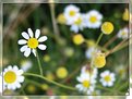 Picture Title - camomile - camomilla