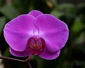 Picture Title - Orchid