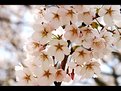 Picture Title - Cherry blossoms in Korea