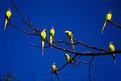 Picture Title - Canopy of Parakeets